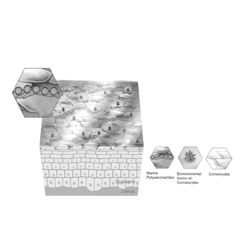 Hydration, Skin Barrier Restoration & Protection