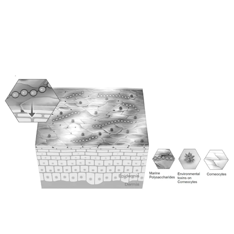 Activation & Application of Natural Algae Massage Gel